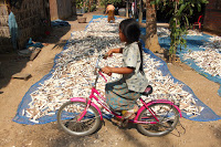 Cycling past the Cassava