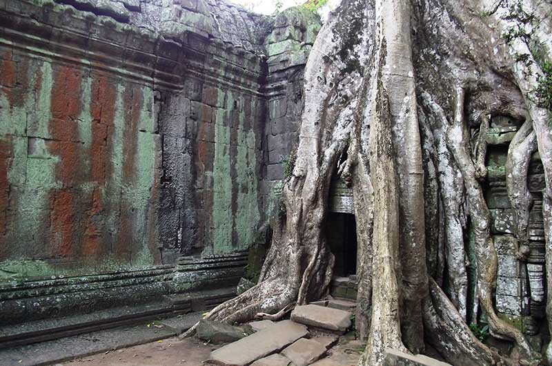 Trees at Angkor