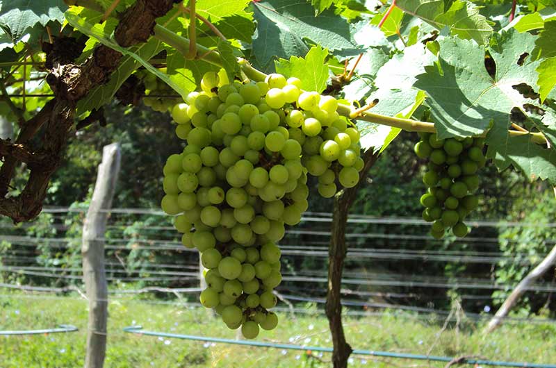 Battambang's Vineyard