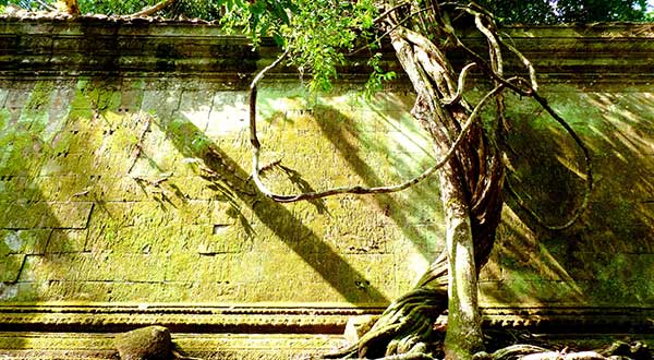 Trees at Beng Mealea