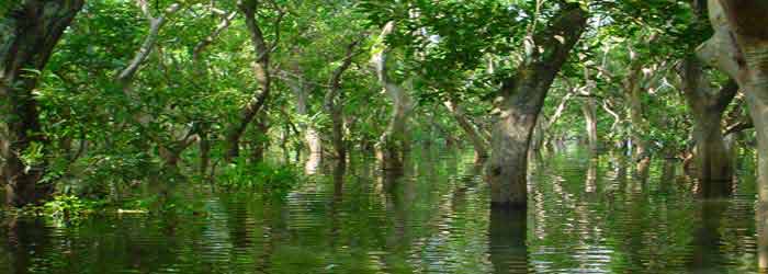 Mangroves in Botum Sakor National Park, one of Koh Kong's attractions.