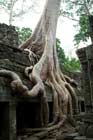 angkor wat tour 3 dias - ta prohm templo cubierto de árboles