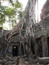 ta prohm temple overgrown with trees