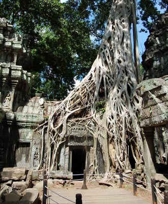 Ta Prohm temple. Experience the wonder of the early explorers in Cambodia