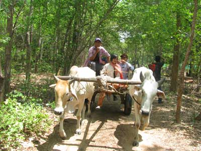 alternative-transport pic6