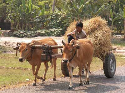 alternative-transport pic8