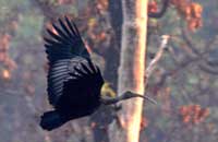 giant ibis, tmatboey, northern cambodia