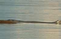 Irrawaddy freshwater dolphins, kratie