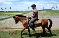 siem reap attraktionen - pferdereiten
