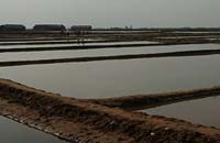kampot salt fields