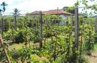 Battambang wineyard